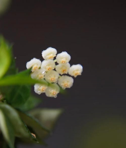 小众送妈妈的花有哪些花