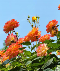 小众送妈妈的花有哪些花