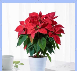 小众送妈妈的花有哪些花