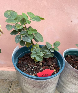 小众送妈妈的花有哪些花