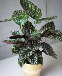 小众送妈妈的花有哪些花