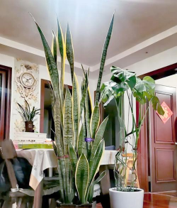 小众送妈妈的花有哪些花