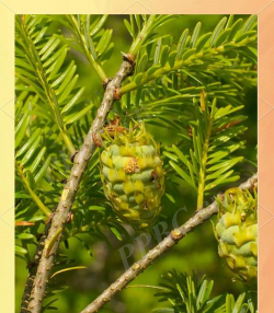 黄山树是什么植物