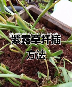 小众送妈妈的花有哪些花