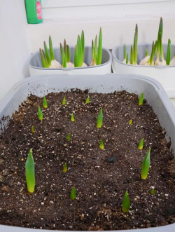 小众送妈妈的花有哪些花