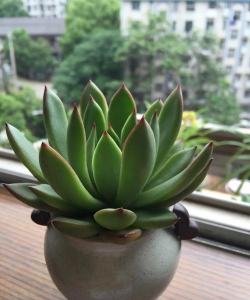 小众送妈妈的花有哪些花