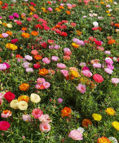 小众送妈妈的花有哪些花