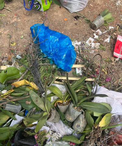 小众送妈妈的花有哪些花