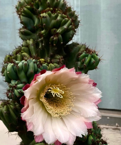 小众送妈妈的花有哪些花