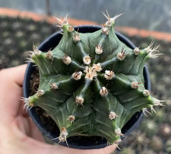 小众送妈妈的花有哪些花