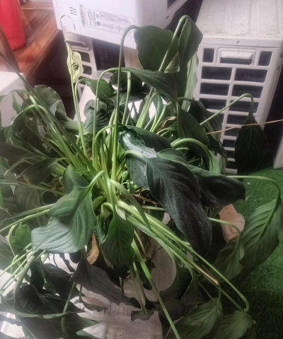 小众送妈妈的花有哪些花