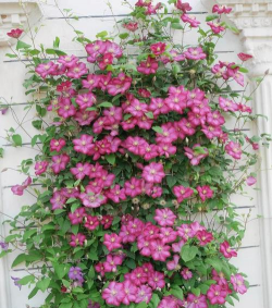 户外爬藤花有哪些花