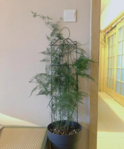 小众送妈妈的花有哪些花