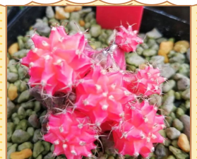 小众送妈妈的花有哪些花