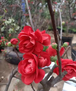 小众送妈妈的花有哪些花