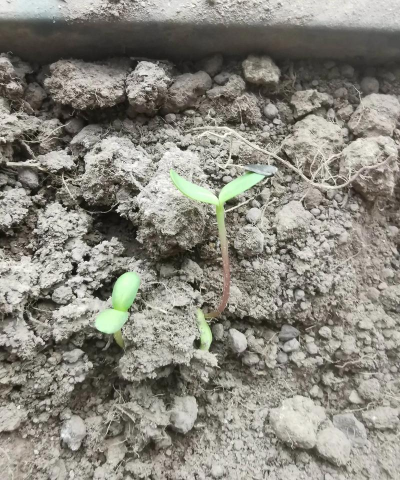 小众送妈妈的花有哪些花