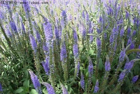 小众送妈妈的花有哪些花