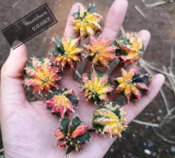 小众送妈妈的花有哪些花