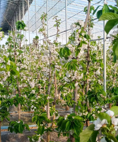 一个大棚怎么种植樱桃树