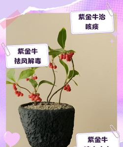 紫金牛的养殖方法和注意事项