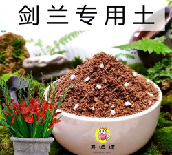 小众送妈妈的花有哪些花