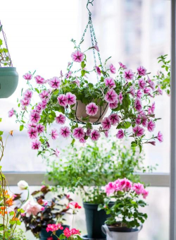 小众送妈妈的花有哪些花