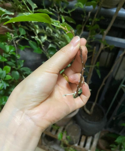 三角梅根断了还能活吗