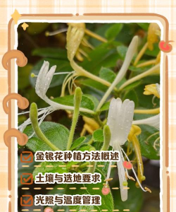 小众送妈妈的花有哪些花