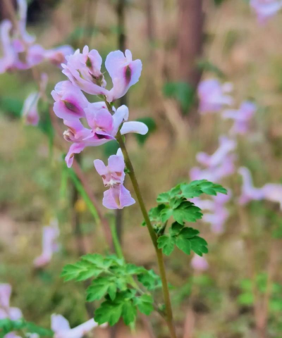 紫堇什么时候种植