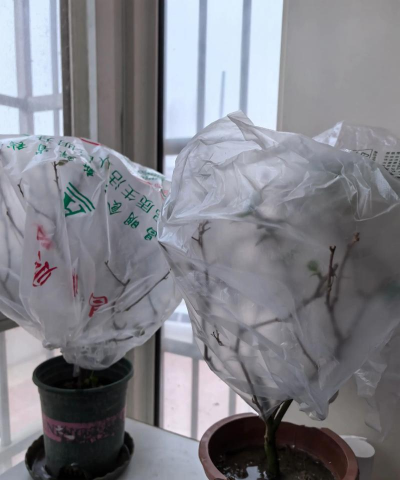 小众送妈妈的花有哪些花