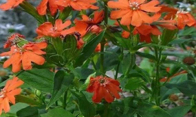 小众送妈妈的花有哪些花