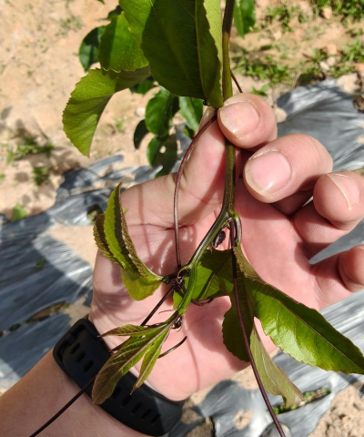 小众送妈妈的花有哪些花