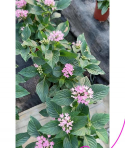 小众送妈妈的花有哪些花