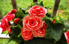 小众送妈妈的花有哪些花