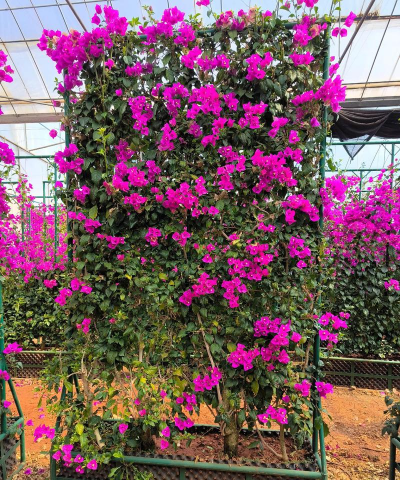 小众送妈妈的花有哪些花