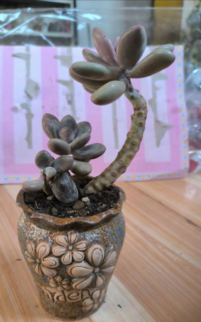 小众送妈妈的花有哪些花