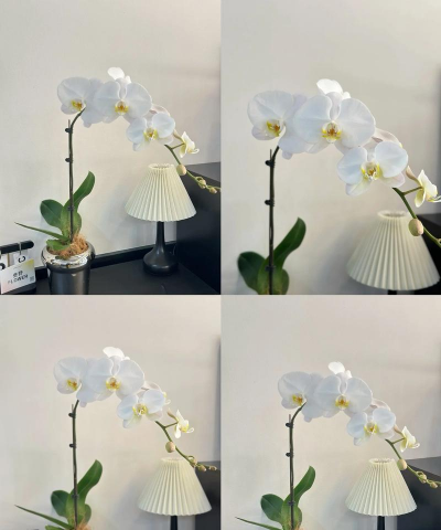 小众送妈妈的花有哪些花