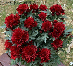 小众送妈妈的花有哪些花