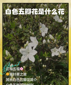 小众送妈妈的花有哪些花