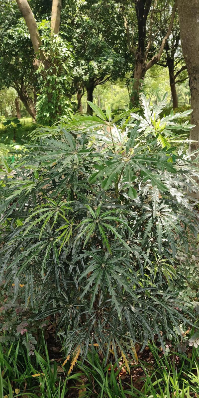 小众送妈妈的花有哪些花