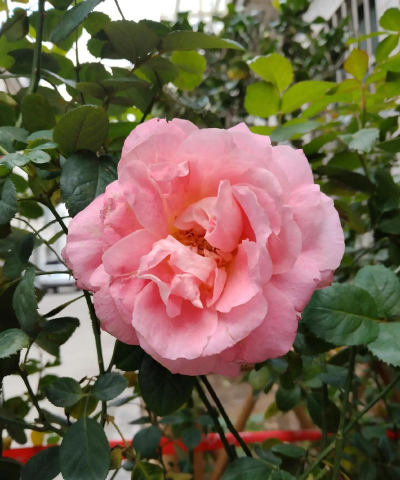 小众送妈妈的花有哪些花