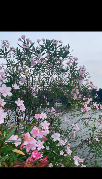 小众送妈妈的花有哪些花