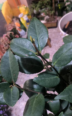 小众送妈妈的花有哪些花