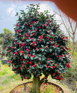 小众送妈妈的花有哪些花