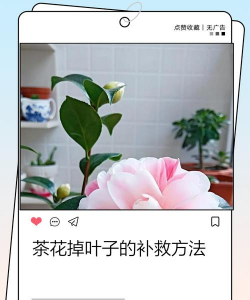 小众送妈妈的花有哪些花