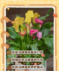 小众送妈妈的花有哪些花