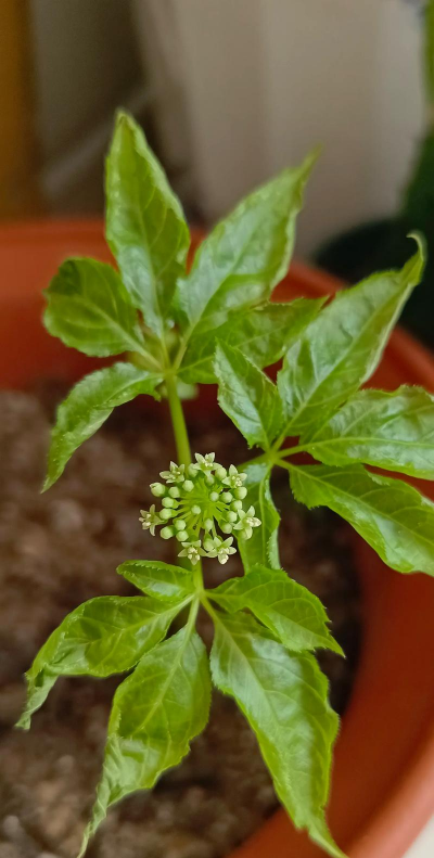 小众送妈妈的花有哪些花