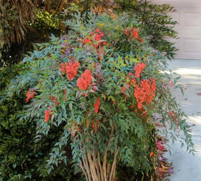 小众送妈妈的花有哪些花