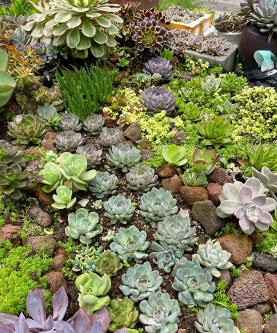 在重庆适合养什么