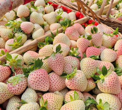 小众送妈妈的花有哪些花